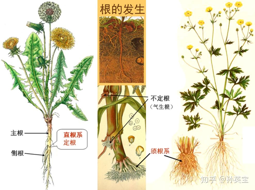 直根系植物图片及名称图片