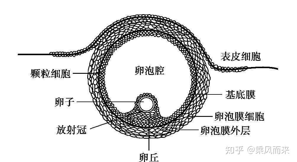 卵泡结构图图片