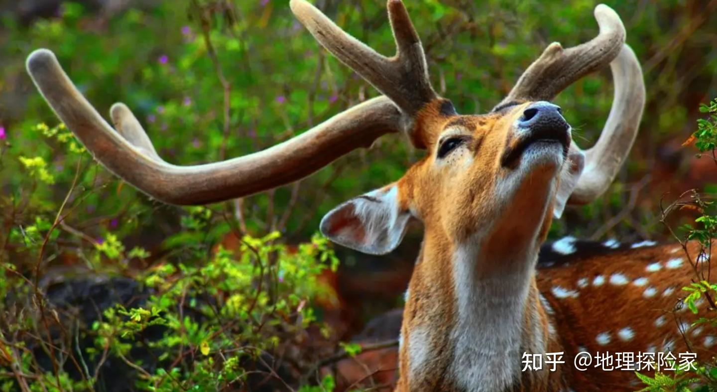 14,野生動物圖像數據集