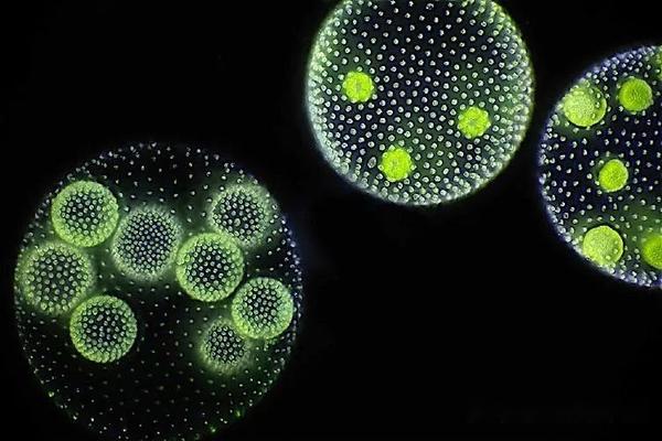 【原生生物界全系列-47】团藻目—团藻科 - 知乎