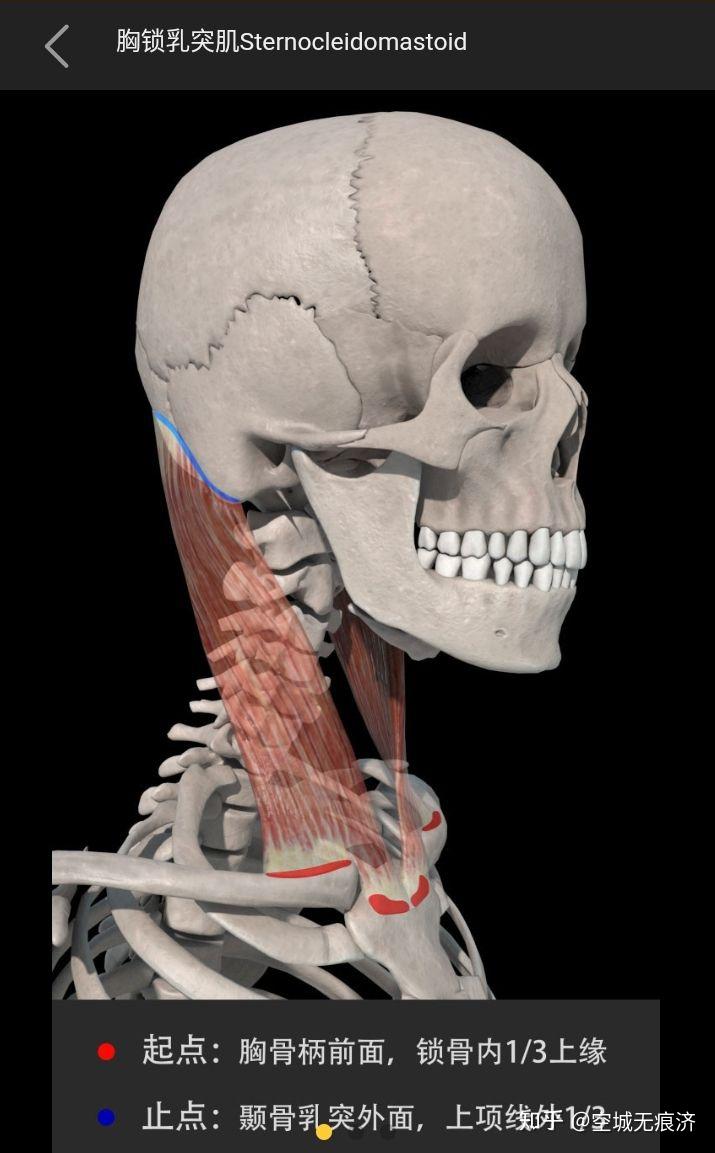 头颈肌群