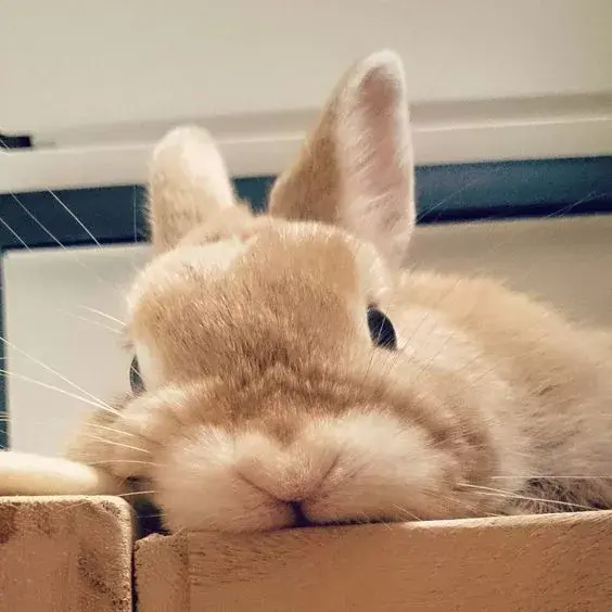 什么也不想做今天就想当只懒洋洋的萌兔兔