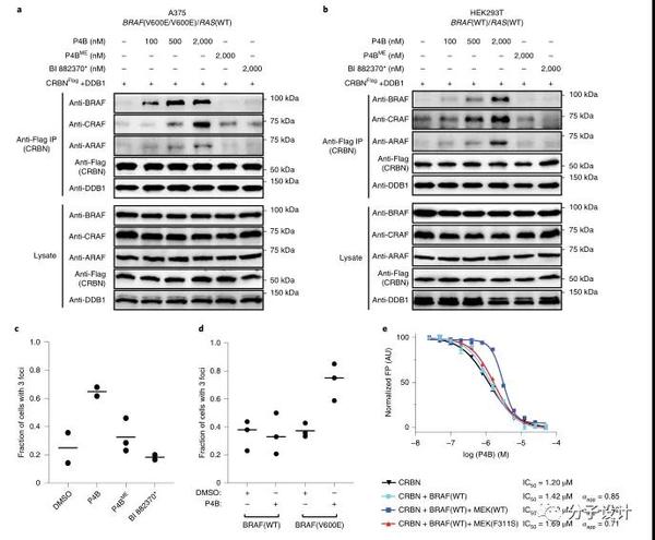 靶向降解braf突变体v600e的protac分子设计 知乎