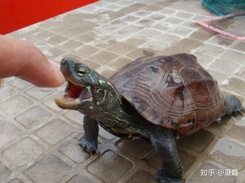 中华草龟 - 知乎