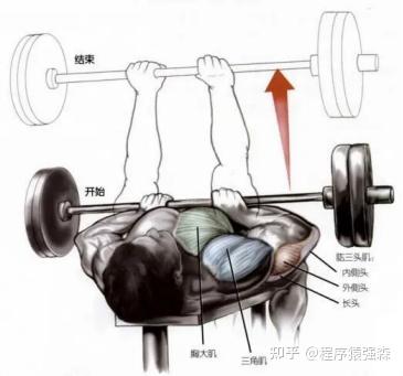 手臂不粗壮,可能是你的三头肌太弱了——肱三头肌应该怎么练 - 知乎