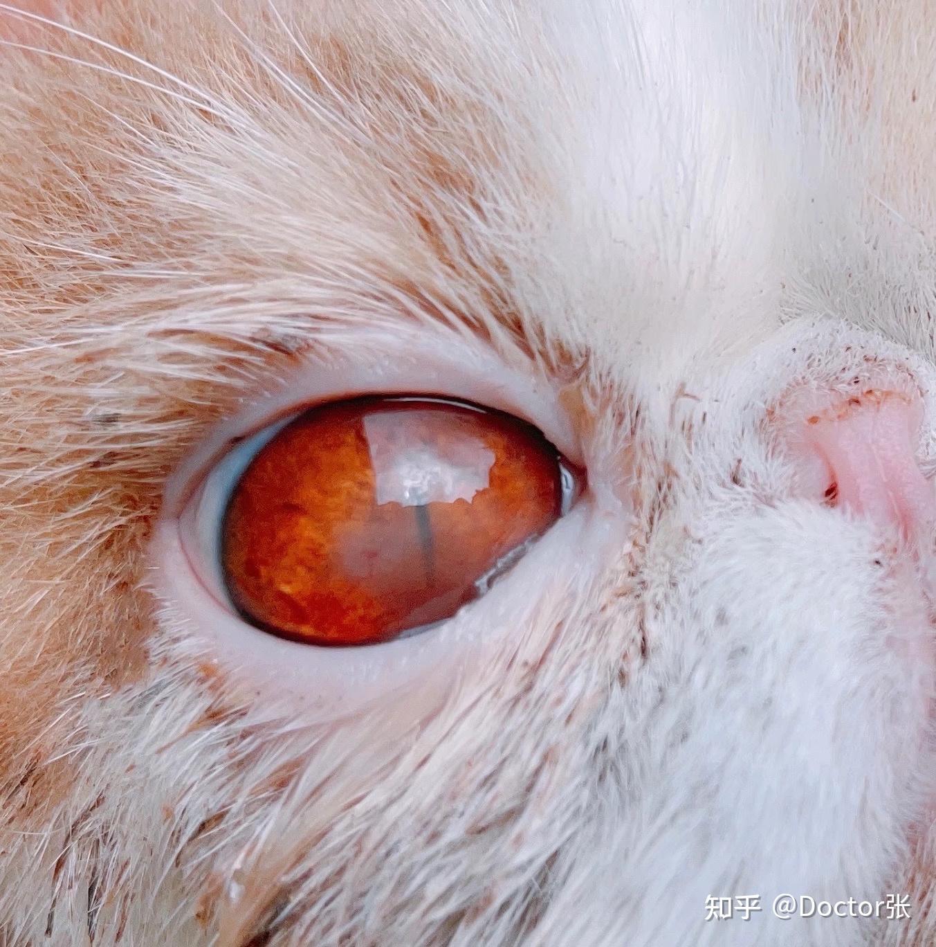 猫咪常见眼部问题汇总 - 知乎