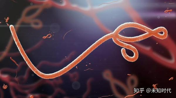 埃博拉病毒(来源:google图片)