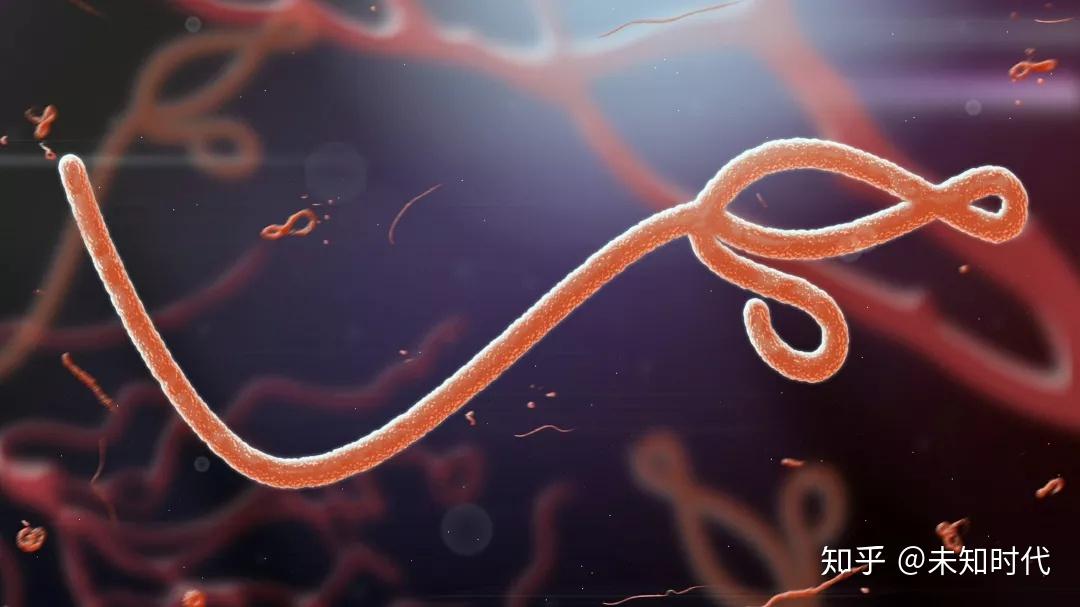 埃博拉病毒(来源:google图片)起源埃博拉病毒是一种能引起人类和灵长