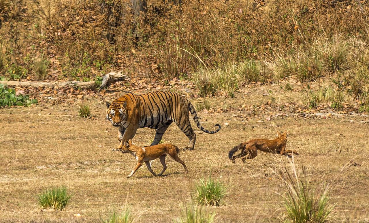 高黎贡山出现8只豺群,豺王在前面领路,成员随后一路小跑过山谷 - 知乎