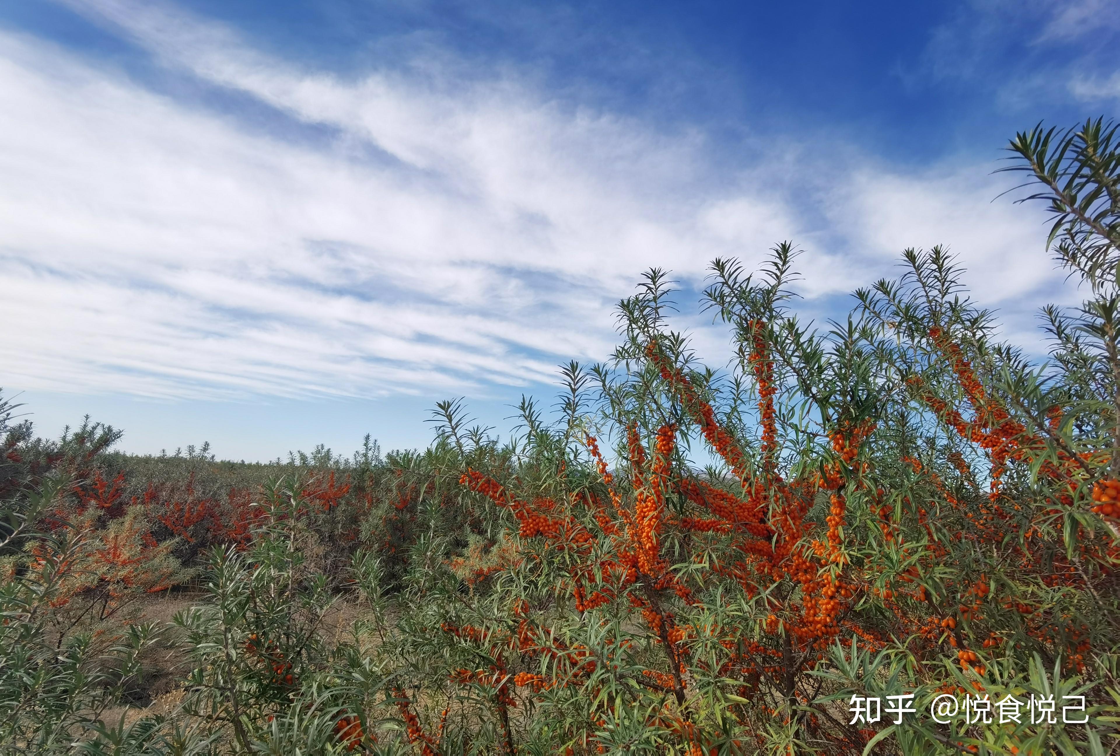 沙棘植株图片