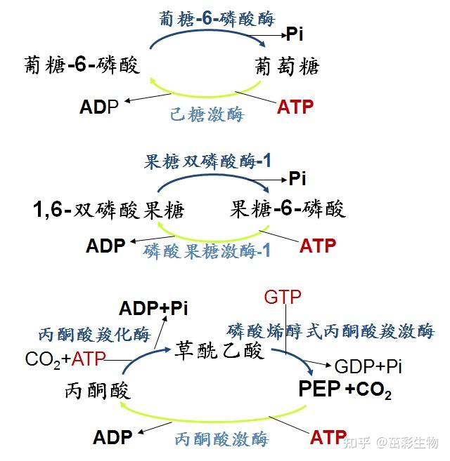 糖异生系列|生化指标 - 知乎