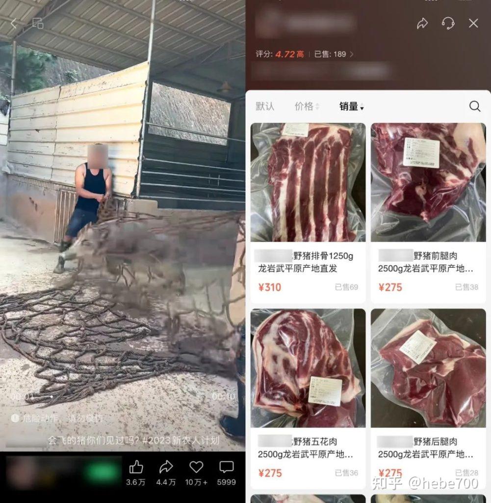 案例24:原创或二创抓野猪的视频,引导进入视频号小店,销售55-124元/斤