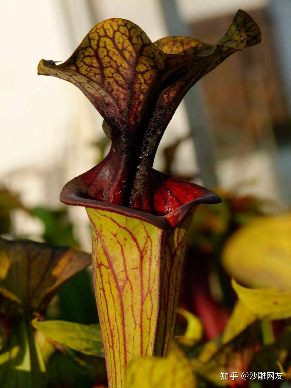 本文章专门介绍黄瓶子草