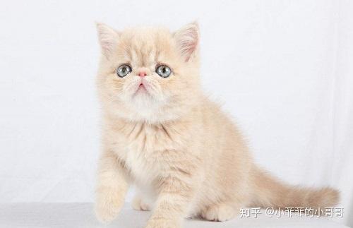 猫口炎手术多少钱 知乎