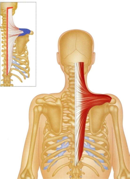 trapezius