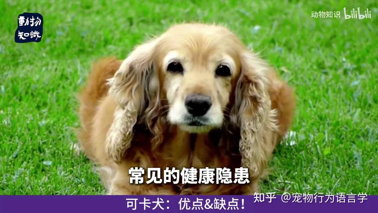 可卡犬：优点&缺点！ - 知乎
