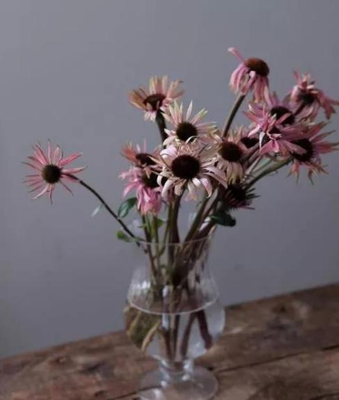 重量级花材养护攻略 节日备货就靠它了 一 知乎