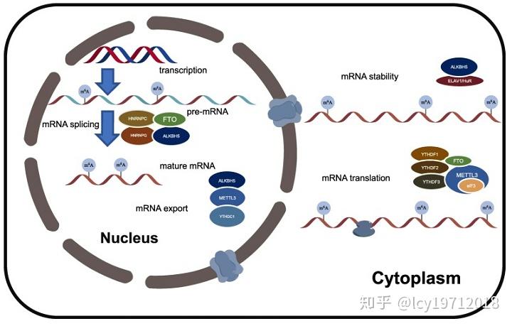 真核生物mRNA的加工修饰与转录调控（二） - 知乎