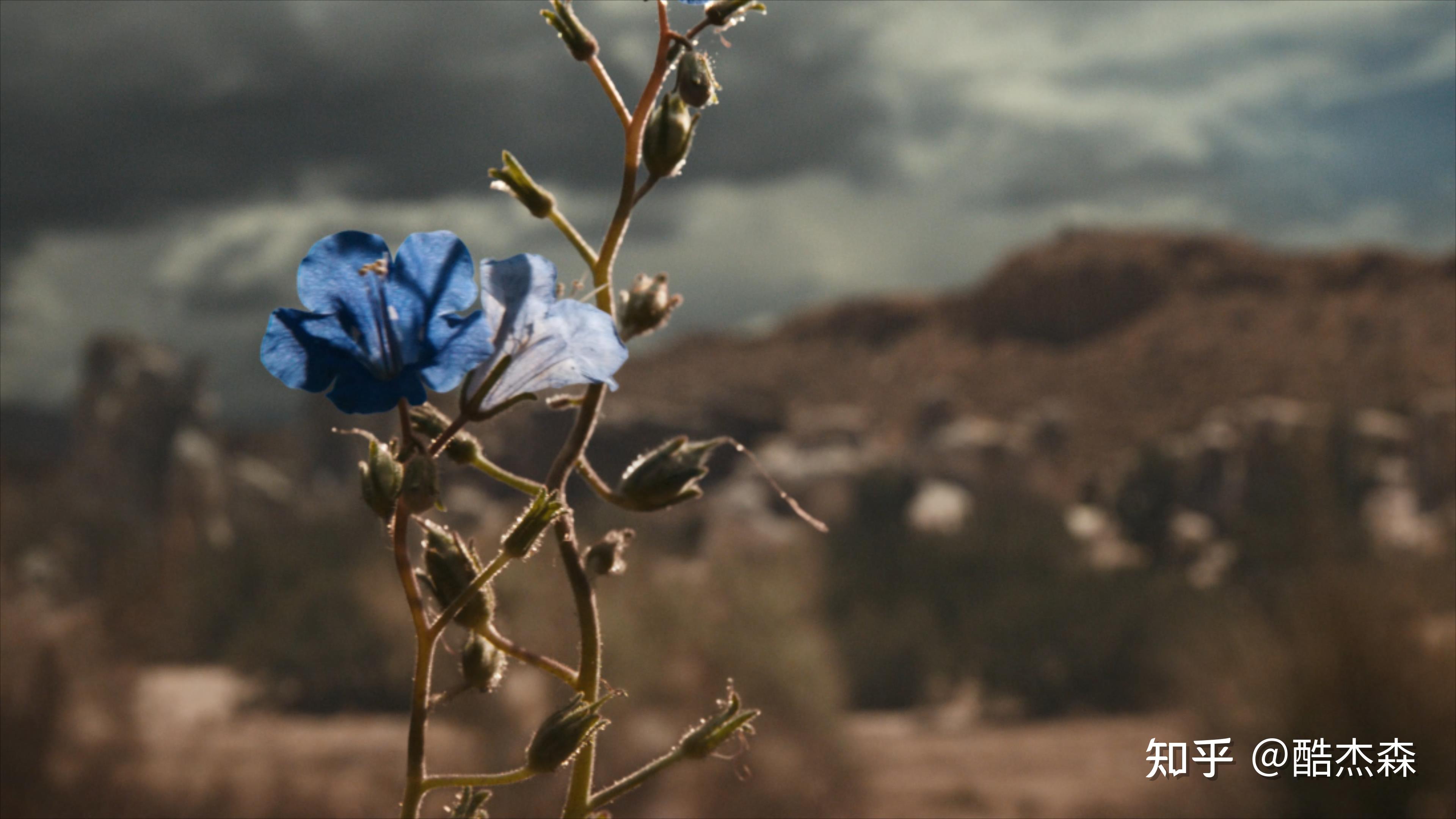 《风骚律师》人物:纳乔-孤独的救赎 - 知乎