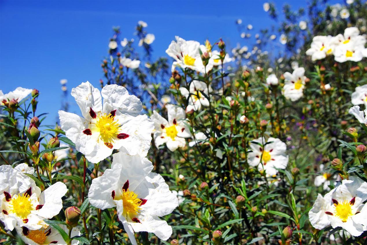 基源植物岩蔷薇,也被叫做岩玫瑰植物学名(拉丁文)