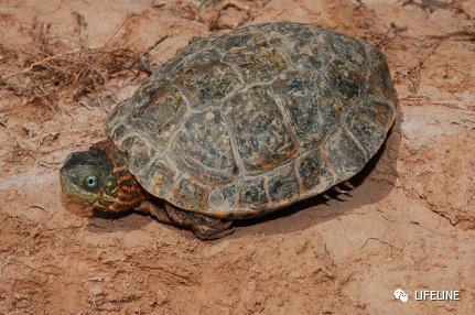 走心全网最全一篇介绍欧洲黄喉的地中海石龟文章