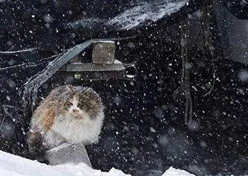 大雪过后我看到了那只被冻死的流浪猫