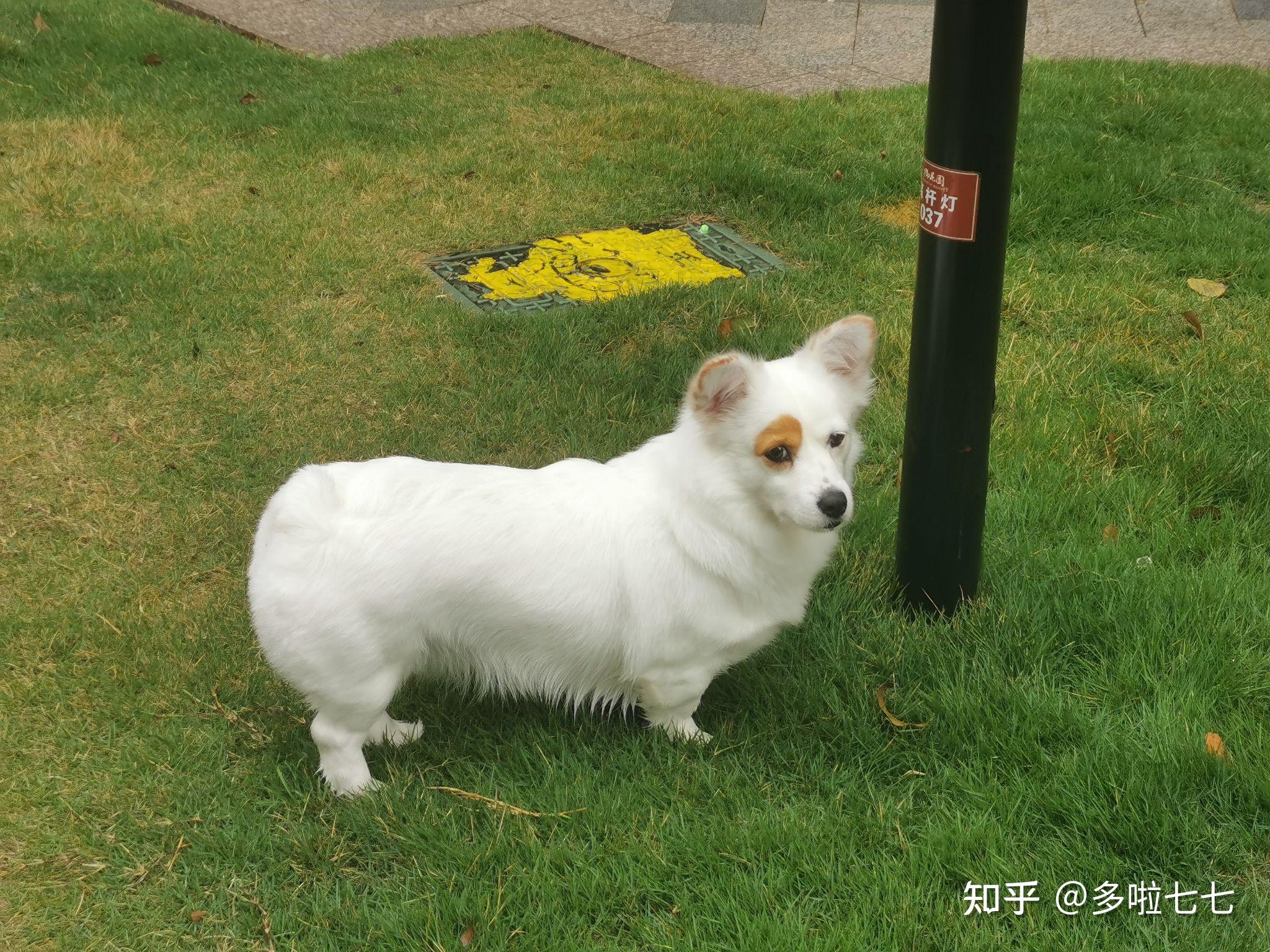 这像不像银狐串柯基