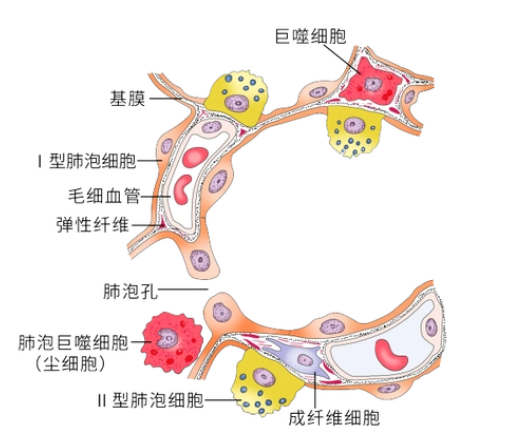 肺泡上皮细胞-解锁肺部疾病研究和药物筛选新模型 - 知乎