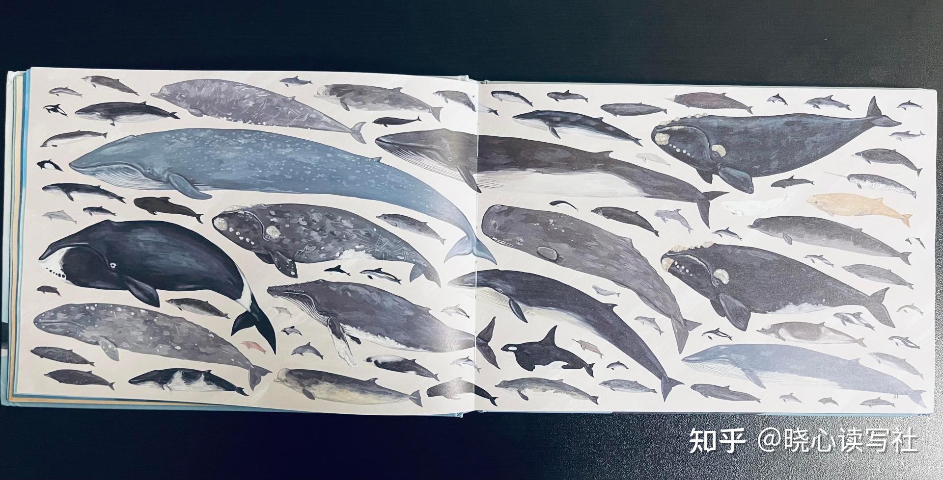 《鲸鉴》:手绘图鉴带你走入鲸的世界 - 知乎