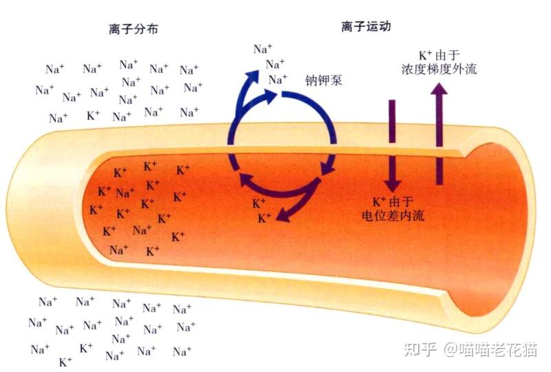 电位差和浓度梯度均驱动钠离子向细胞膜内运动.