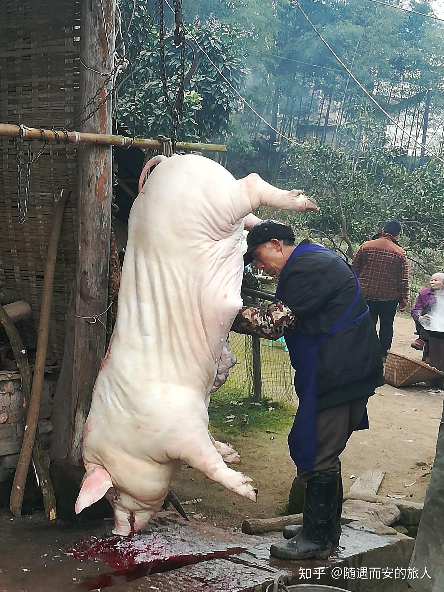 农村杀猪图片真实图片