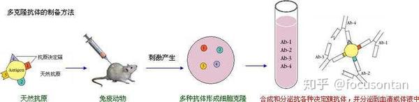 抗体制备 多克隆抗体的制备方法 知乎