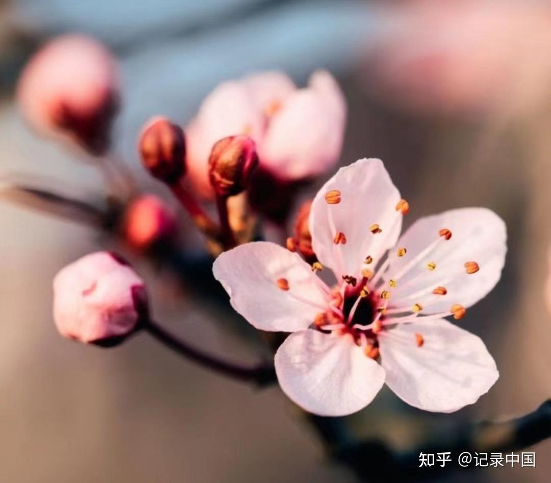 美!塞北的杏花开了,惊艳了这个季节! - 知乎