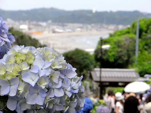 比京都更美的紫阳花 就在这个海边小城 知乎