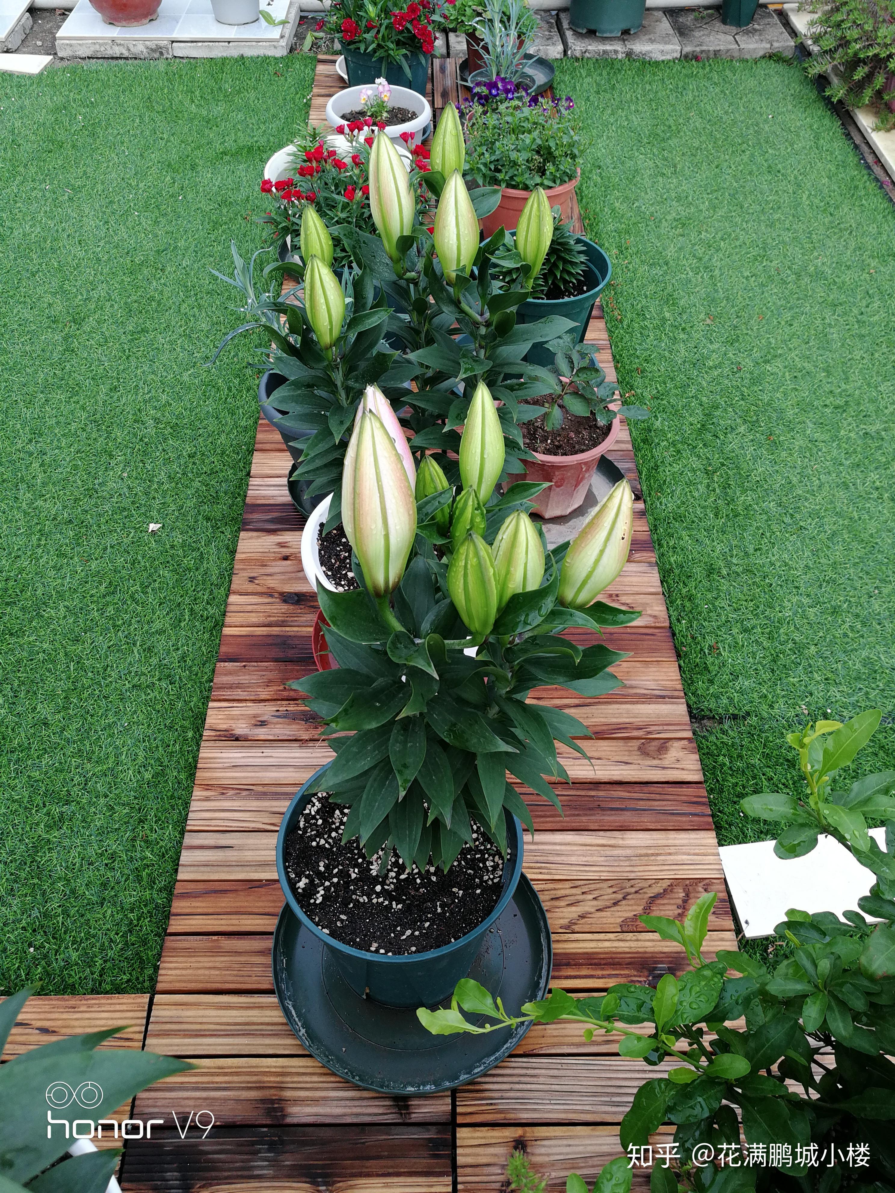 百合花的种植1秋季种花球根类走起