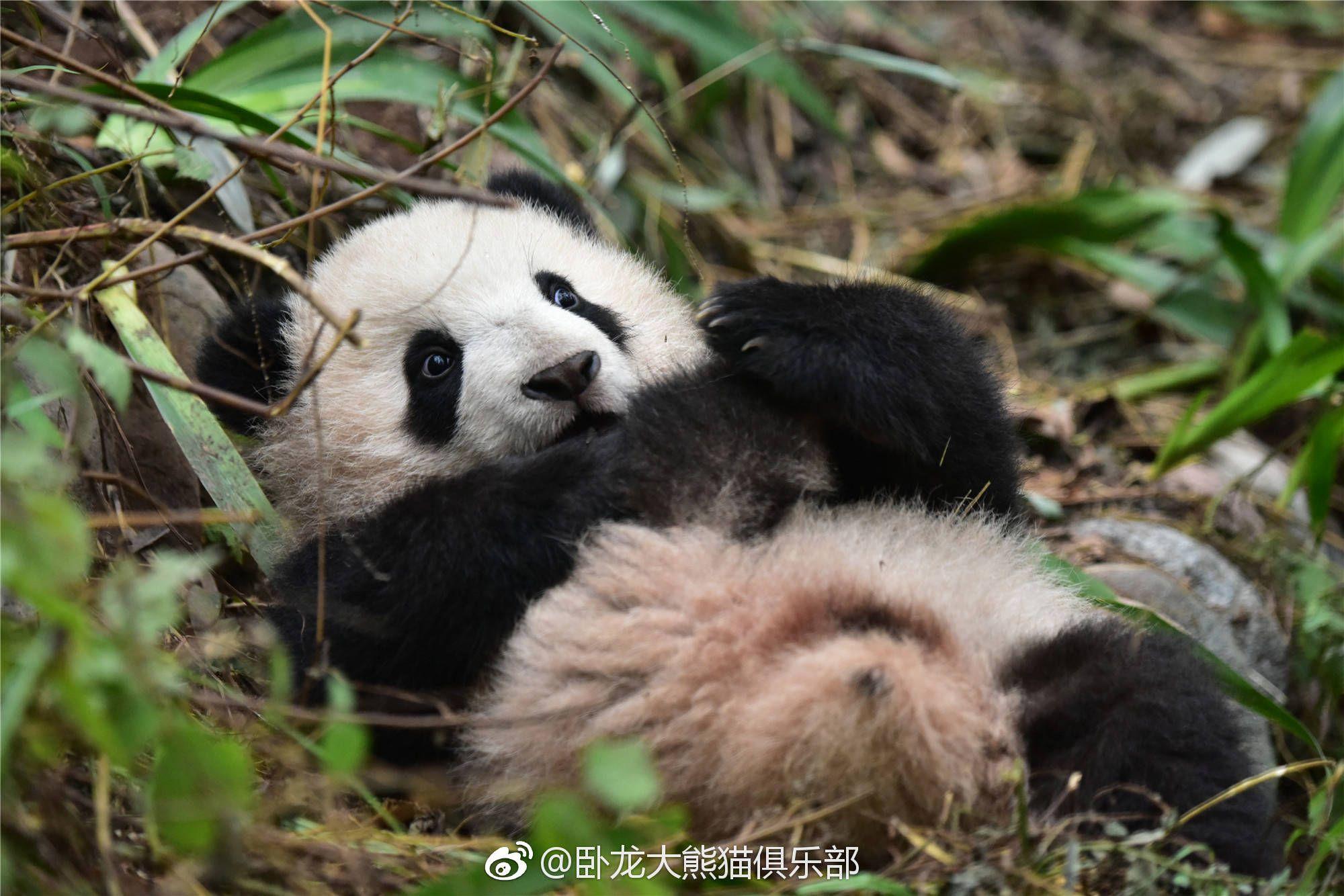 你有哪些珍藏的大熊猫小时候的照片或动图