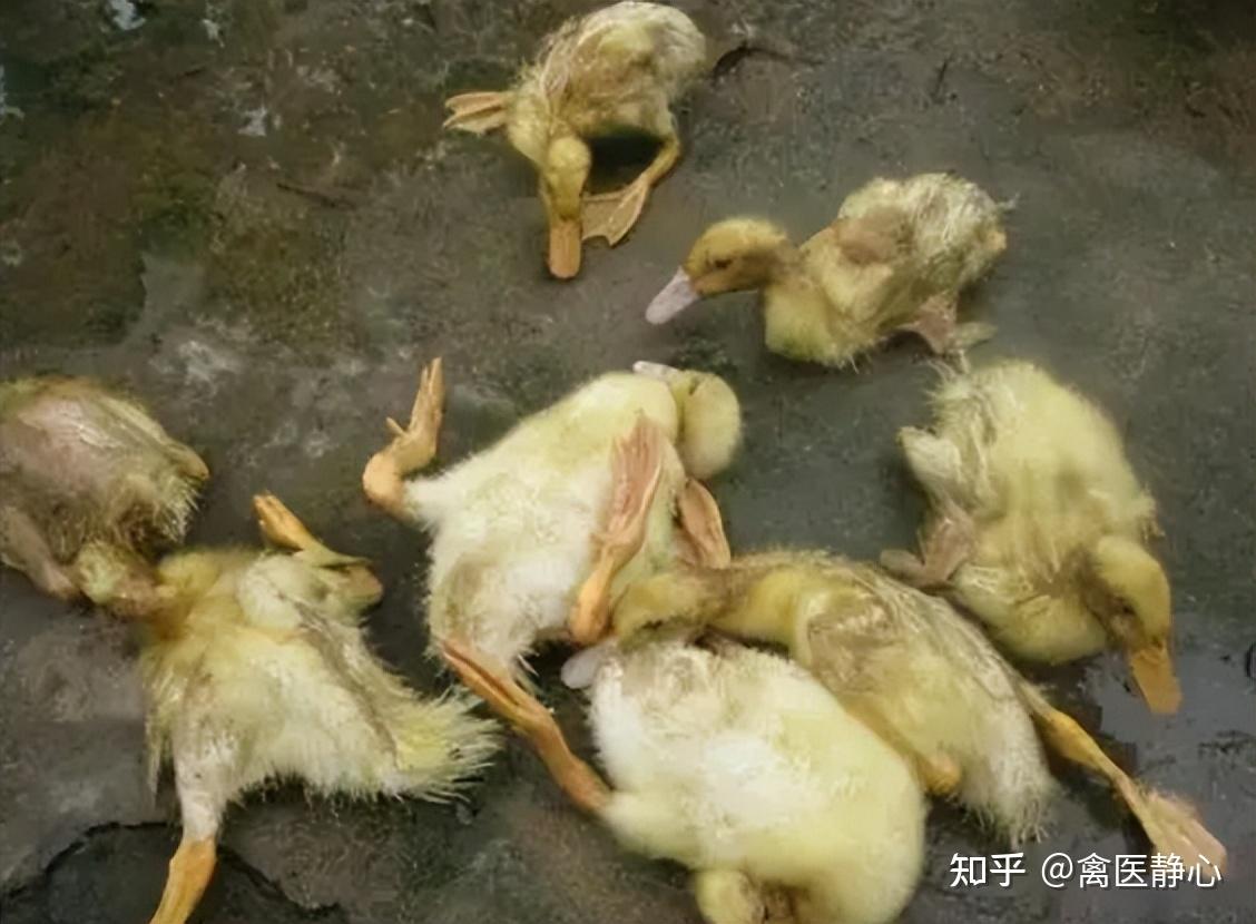 鸭传染性浆膜炎又名鸭疫里默氏病,是侵害雏鸭的一种急性败血性传染病