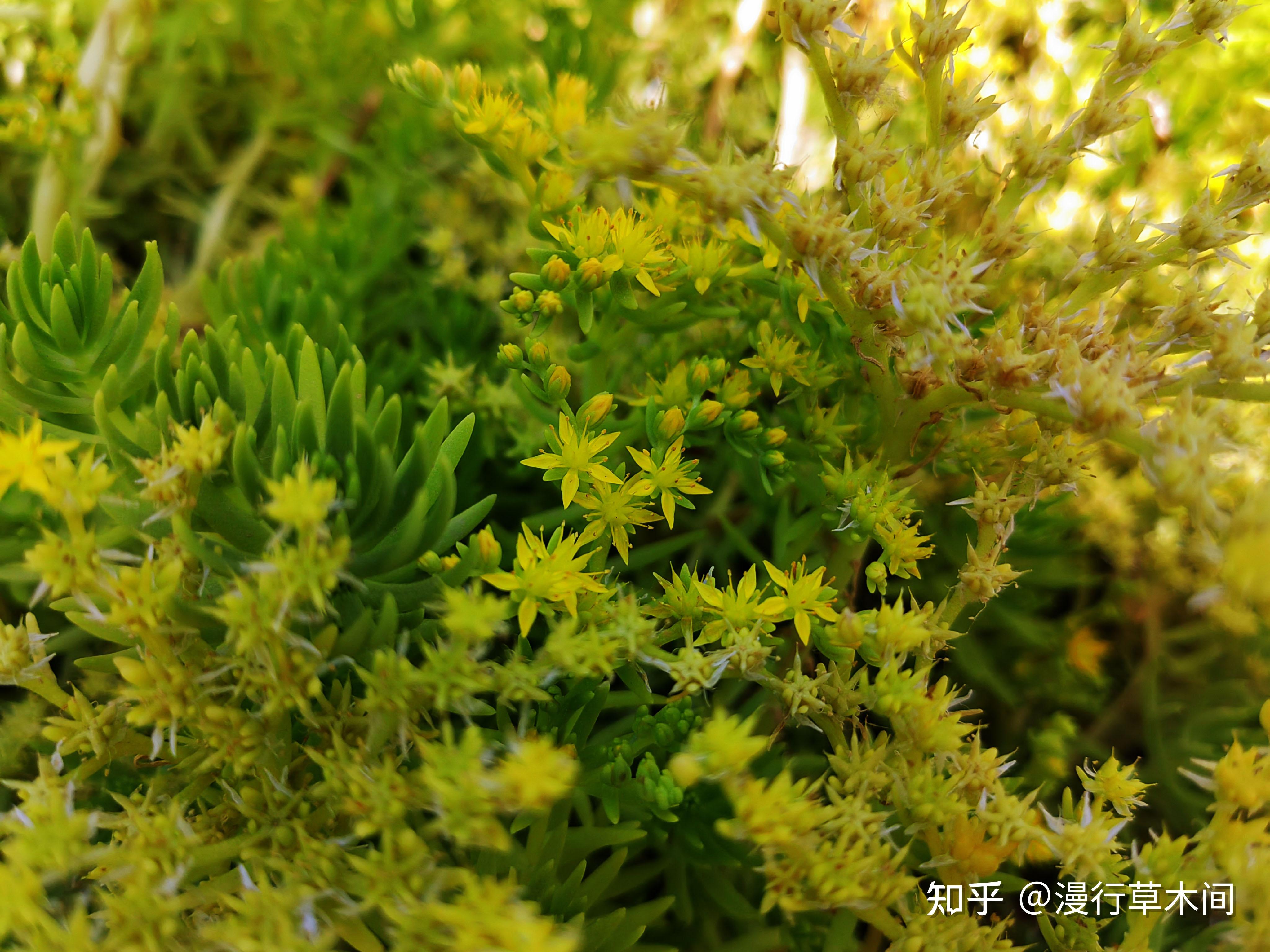 佛甲草，俗称狗牙菜，屋顶绿化常见1植物，真是宝藏植物呢 - 知乎