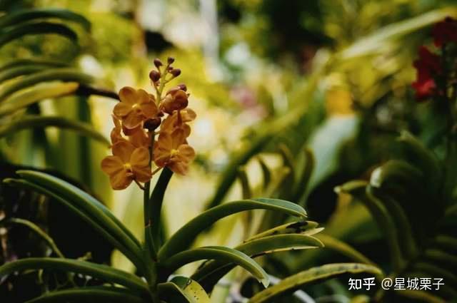 胡姬花是什么花，为什么成为新加坡国花？ - 知乎