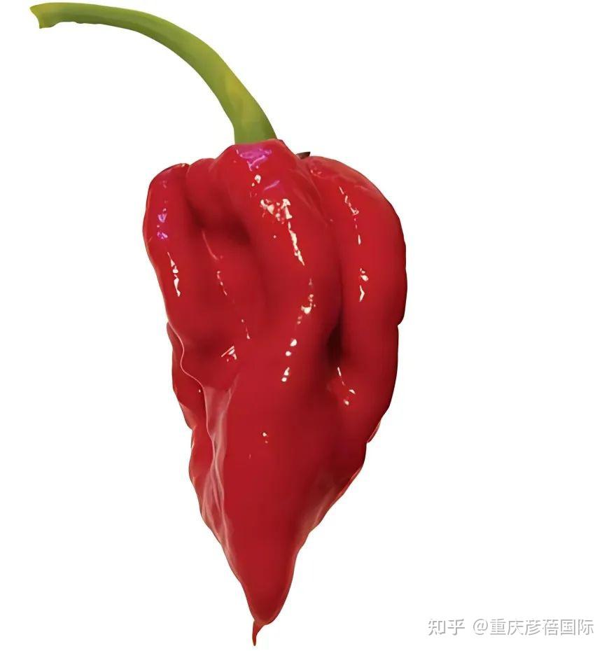 全球最辣的十种辣椒!第一名辣度超300万SHU - 知乎