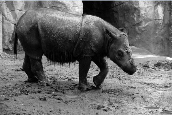 马来西亚最后一头苏门答腊犀牛死亡,人类离第六次物种大灭绝有多远?