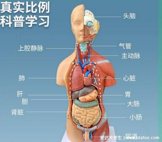 人身各部器官位置图片