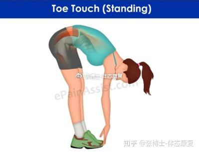 下背痛综述 关于下背痛的简介与一般性康复方法 知乎