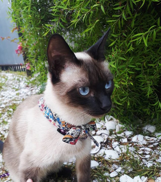 小猫咪叫声吸引小猫暹罗猫 v2-ebdc56311e0e0644ad1ed606c32d7c62_r.jpg