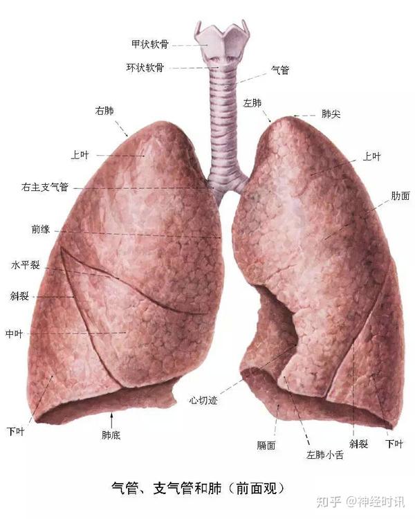 呼吸系统 精品解剖图 知乎