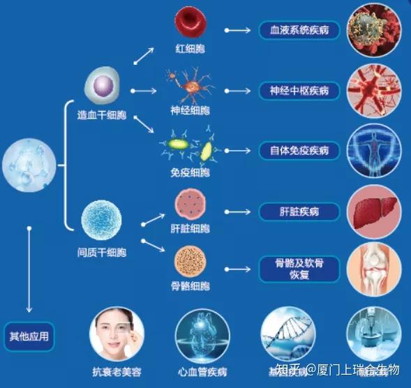 科研简报干细胞可以干预的10大疾病及其案例