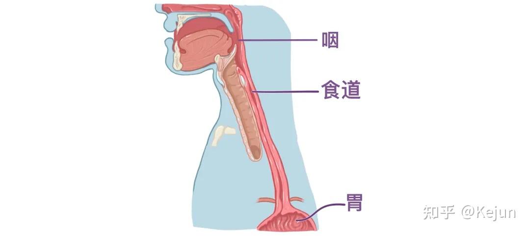 人体解剖学基础——腹部内脏篇(食道和胃) - 知乎