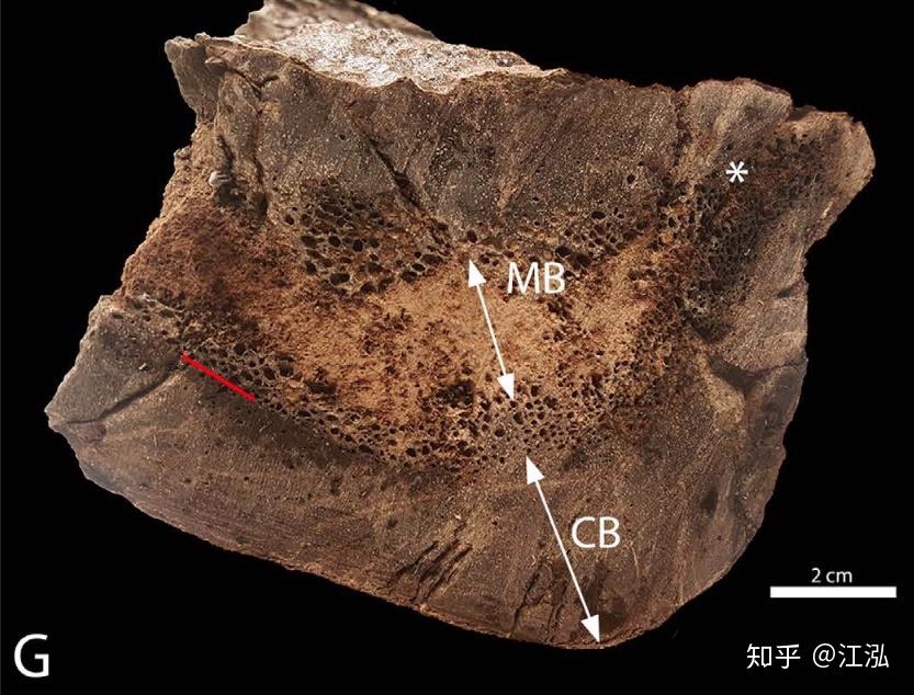 图注:来自北卡罗来纳大学的施韦泽,图片来自网络b-rex被发现之后不久