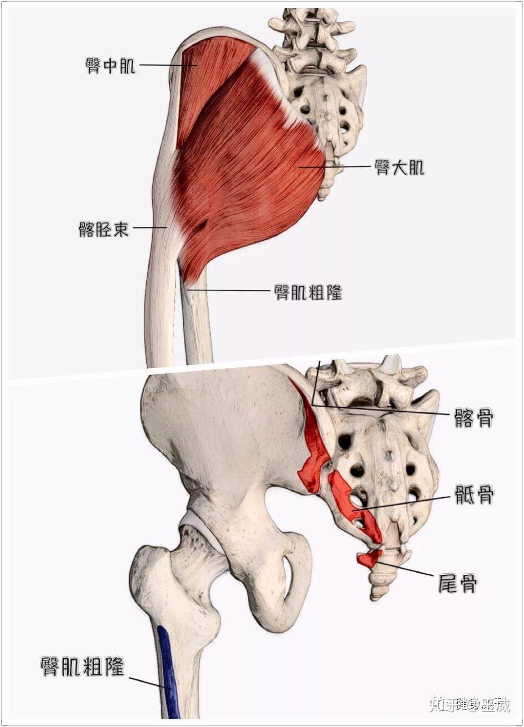 图8-10 臀部和大腿后面的肌肉、血管和神经(二)-基础医学-医学