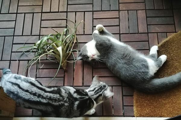 空气凤梨对猫有害吗 虎尾兰对猫有害吗 名欧网